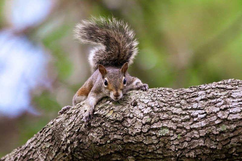 closeup-shot-of-a-western-gray-squirrel-on-the-tre-
