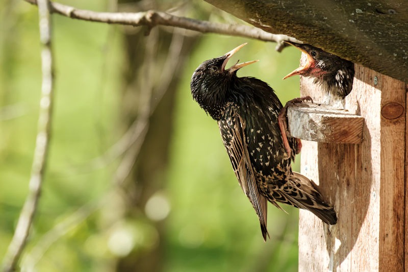 common-starling-sits-on-a-birdhouse-and-feeds